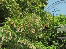 Хмелеграб обыкновенный 002